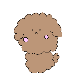 Moko moko Toy poodle