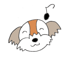 playful Shih Tzu