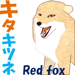 Red fox3