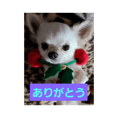 chiwawa real_20200604194621