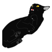 Wild of Rial-based black cat