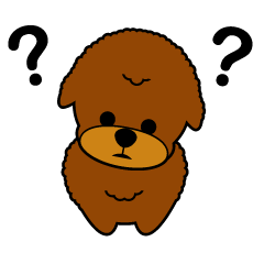 My teddy bear poodle