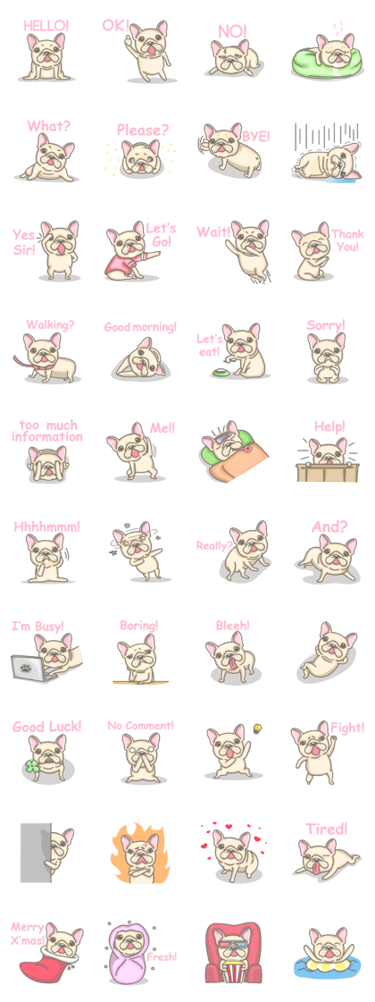 Frenchy the French Bulldog