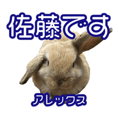 Sato Family Rabbit