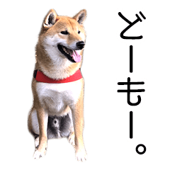 Shibainu having a daily conversation