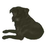 a old dog