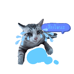 meawmeaw.