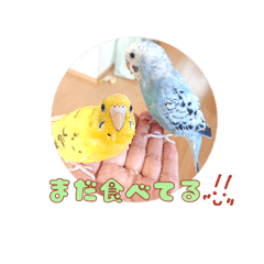 Makidon Cute parrot 2