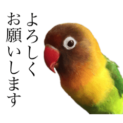 鳥 Lineクリエイターズスタンプまとめ Stamplist