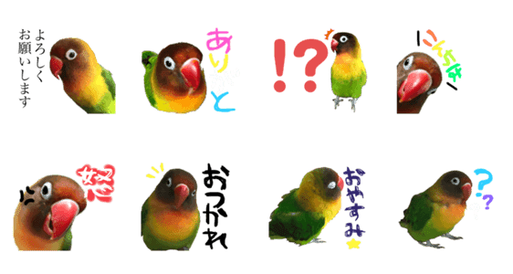 ボタンインコのぶんちゃん Lineクリエイターズスタンプ Stamplist