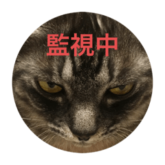 Kazumi_20200605123442