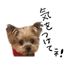 It's my dog's cocoa.