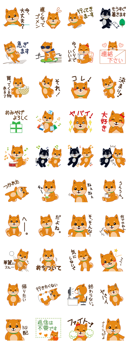 Shiba dog "MUSASHI" 5