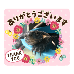 asuka_20200606092658