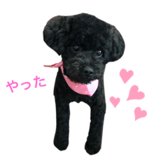 0217kuro vivi