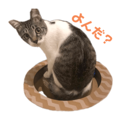 punipuni_20200606044158