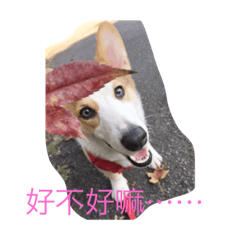 好不好嘛