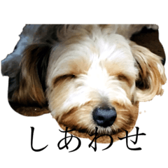 Yamada presentsMy dog