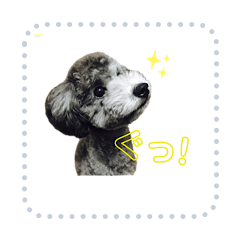Toy Poodle COCO sticker 1