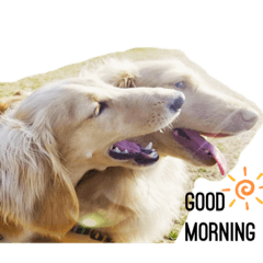 Ito & Towa the dachshunds