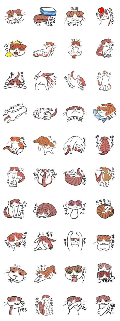 I love Scottishfold.
