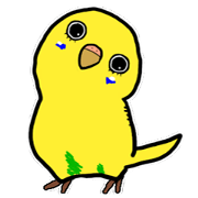 COCO is Budgerigar