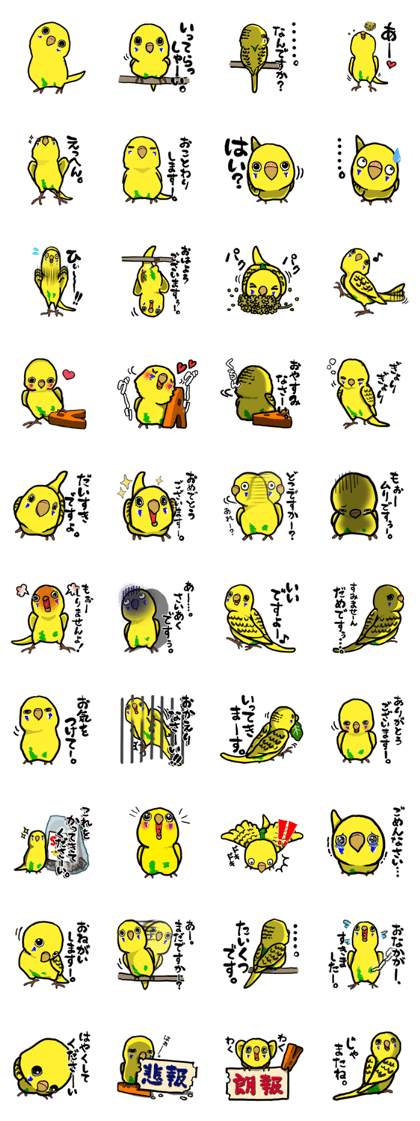 COCO is Budgerigar