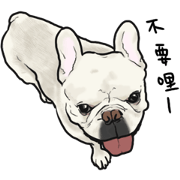 French Bulldog "BULLO" for Taiwan 1