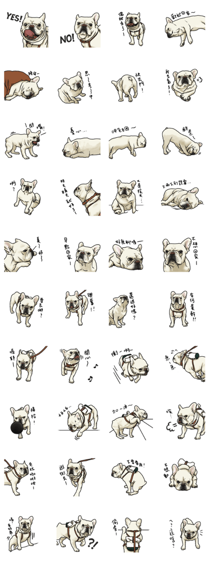 French Bulldog "BULLO" for Taiwan 3