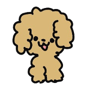 Toy poodle choa