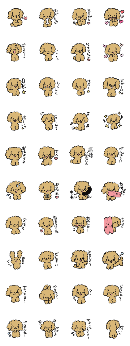 Toy poodle choa