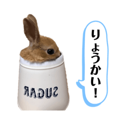 miyara family's rabbits