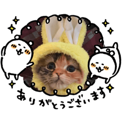 bear and pooh(kitten)