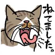 Cat Bonn
