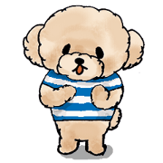 Lili of Toy Poodle