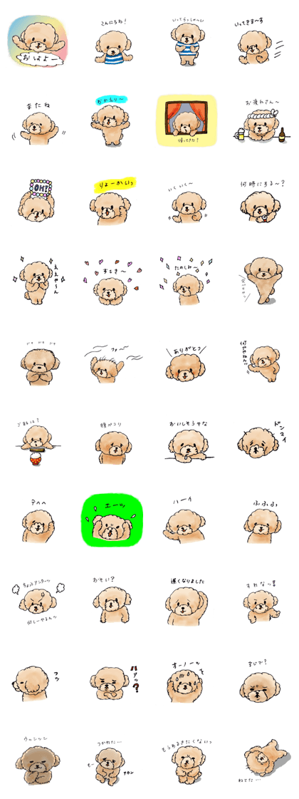 Lili of Toy Poodle