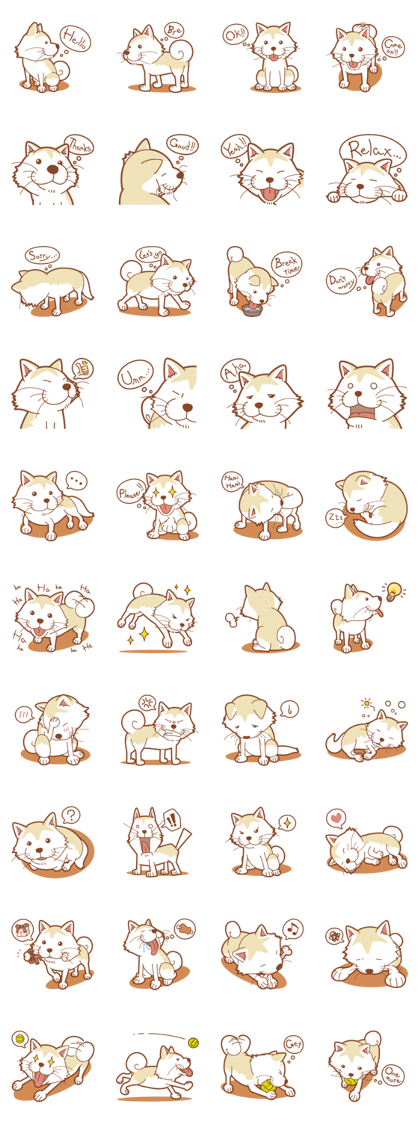 Shiba-Inu tyappie