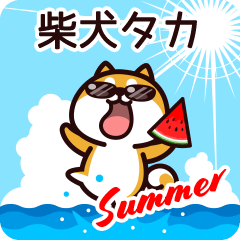 Shiba Taka in Summer