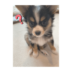 reiwa2_0318puppyhana