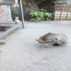  Tabby cat and two curious kittens