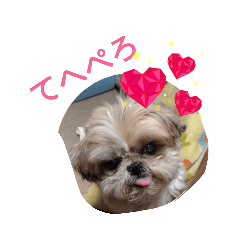 shih tzu busaoyako