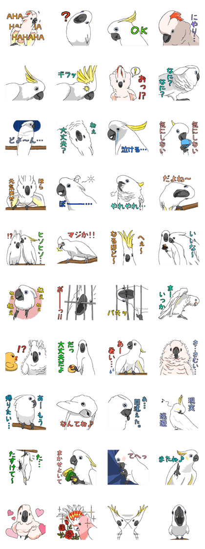White cockatoos daily