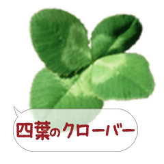 Four leaf clover photo