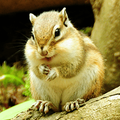 Northern Chipmunk