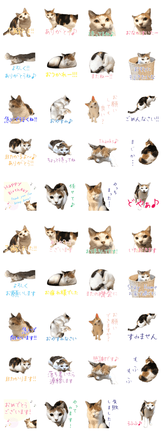 三毛猫の写真スタンプ 敬語編 Lineクリエイターズスタンプ Stamplist