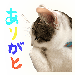 ネコのあーちょ　Vol.2
