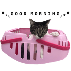 punipuni_20200607165422