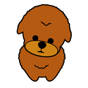 My cute toy poodle dogs