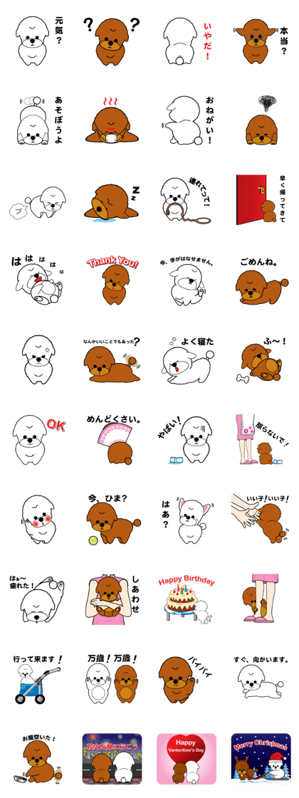 My cute toy poodle dogs