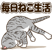 Daily cat life